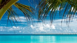 palm, beach, ocean, tropics, coast - wallpapers, picture