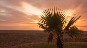 palm, beach, sunset, branches - wallpapers, picture