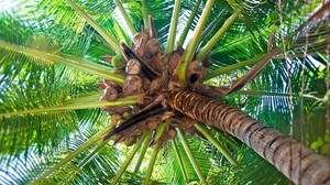 palm, trunk, coconuts, fruits, branches, bottom - wallpapers, picture