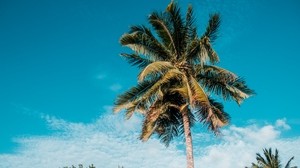 palm tree, tropics, summer, sky