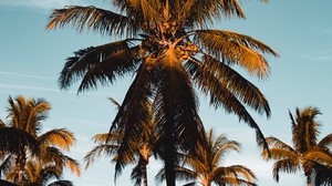 palmträd, tropiker, grenar, bladverk, himmel