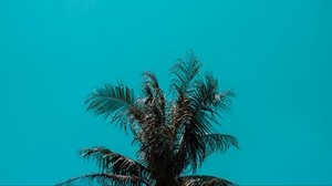 palm, top, branches, leaves, sky - wallpapers, picture
