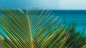 palm, branch, leaves, ocean, coast, horizon