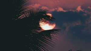 palm tree, branch, sunset, sun, sky, clouds