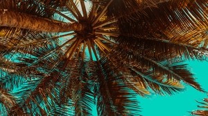 palm tree, branches, tree, tropics, bottom view