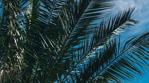 palm, branches, leaves, sky - wallpapers, picture