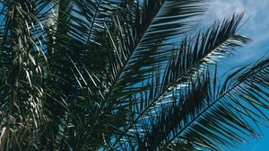 palm, grenar, blad, himmel