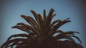 palm, branches, leaves, tree, sky - wallpapers, picture