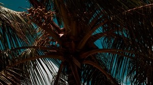 palm tree, branches, leaves, sky, clouds, tropics, wind