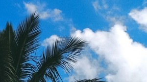 palm, branches, leaves, clouds, green, sky - wallpapers, picture