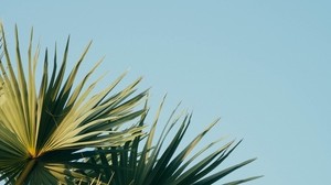 palm, branches, leaves, sky, green, carved