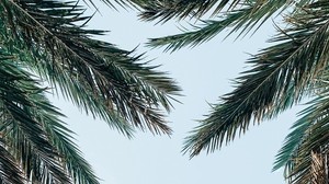 palm tree, branches, leaves, sky, bottom view