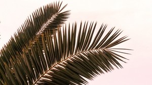 palm, branches, leaves, plant, sky - wallpapers, picture
