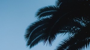 palm, branches, leaves, dark, sky