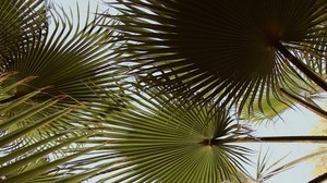 palm, grenar, blad, grön, växt