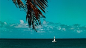 palm tree, branches, sea, horizon