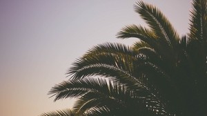 palmträd, grenar, himmel