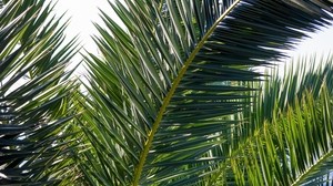 palm tree, branches, plant