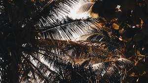 palm, branches, shadows, dark, leaves - wallpapers, picture