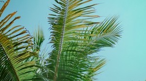 palm, branches, bottom view, tree, leaves, sky