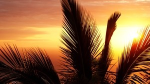 palm, branches, sunset, sky