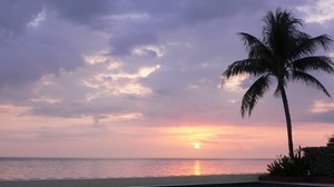 palmträd, solnedgång, pool, vattenyta, kväll, skymning, reflektion - wallpapers, picture