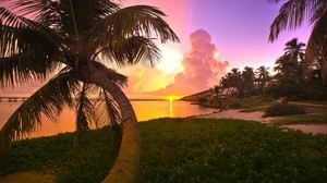 palm, sunset, shore, trunk, arc, evening
