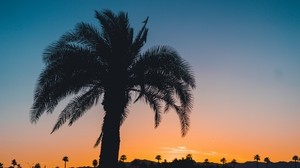 palma, puesta de sol, hojas, ramas, cielo, trópicos