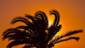 palm, sunset, leaves, branches