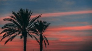 palm tree, sunset, sky, branches, outlines, night, tropics