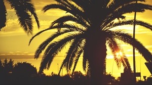 palm tree, sunset, sky, sunlight, tropics