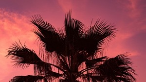 palm tree, sunset, sky, branches - wallpapers, picture