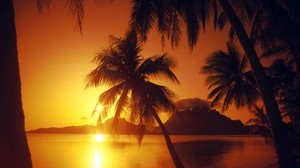 palm, sunset, shape, orange