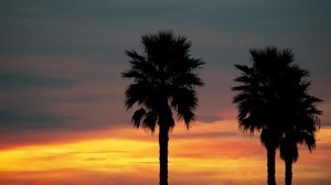 palm, sunset, palm trees, sky, tropics