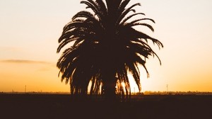 palm, sunset, shadows, horizon, silhouette