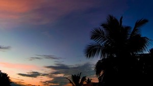 palm tree, sunset, tropics, night, clouds