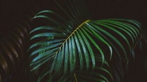 palm branch, vaya, branch - wallpapers, picture