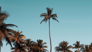 palmuja, puita, kruunuja, taivas, trooppinen - wallpapers, picture
