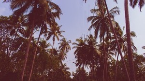 palm trees, trees, bottom view, branches, sky