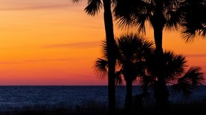 palm trees, trees, sunset, branches, sky, horizon, dark