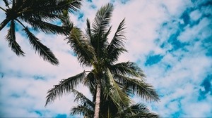 palmeras, árbol, hojas, cielo