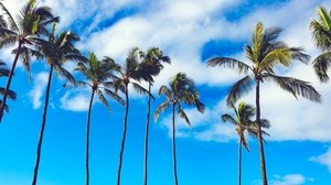 palm trees, summer, sky