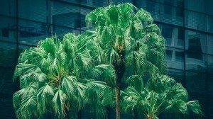 palm trees, foliage