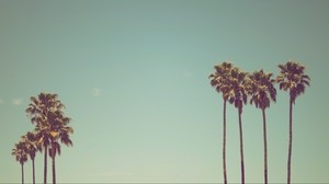 palm trees, sky