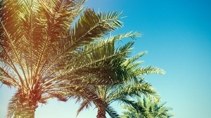 palm trees, trees, branches, sunlight - wallpapers, picture