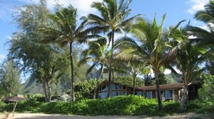 palm trees, house, coast, thickets, sand, beach