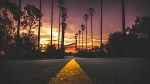palm trees, road, markup, trees, sky - wallpapers, picture