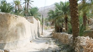 palm trees, road, wall, stones