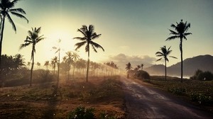 palmträd, väg, solnedgång