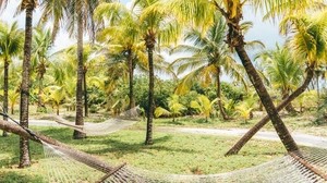 palm trees, hammocks, tropics, summer, Bahamas - wallpapers, picture